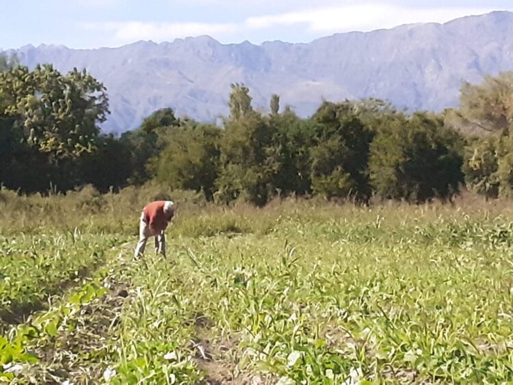 En Traslasierra, a falta de ferias por el Covid 19, los bolsones agroecológicos acercan a los productores con el consumidor