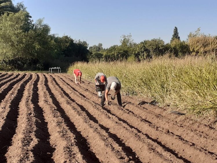 En Traslasierra, a falta de ferias por el Covid 19, los bolsones agroecológicos acercan a los productores con el consumidor