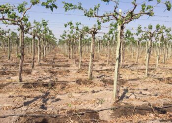 Ante la falta de agua en San Juan, un proyecto universitario busca reactivar con energía solar los pozos de extracción abandonados