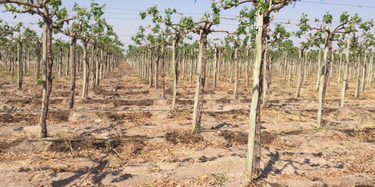 Ante la falta de agua en San Juan, un proyecto universitario busca reactivar con energía solar los pozos de extracción abandonados