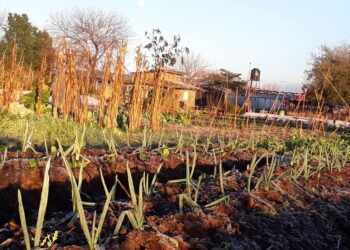 ¿Se puede hacer agroecología cerca del Riachuelo? El gobierno asegura que sí y lanzó un programa para fomentarla en la cuenca más contaminada del país