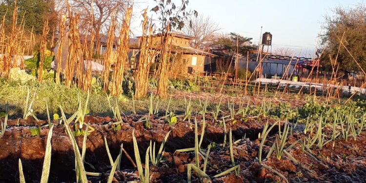 ¿Se puede hacer agroecología cerca del Riachuelo? El gobierno asegura que sí y lanzó un programa para fomentarla en la cuenca más contaminada del país