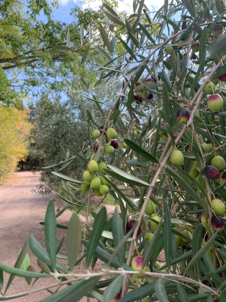 Sin miedo a la reconversión, Viviana Bertero erradicó sus vides en Mendoza para elaborar un aceite de oliva premium