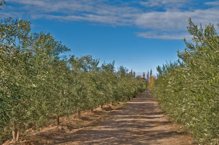 Sin miedo a la reconversión, Viviana Bertero erradicó sus vides en Mendoza para elaborar un aceite de oliva premium