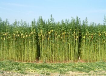 ¡El cáñamo industrial no se fuma! El oficialismo y la oposición en Diputados buscan liberar su producción y abrir nuevos mercados