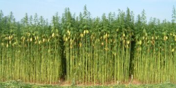 ¡El cáñamo industrial no se fuma! El oficialismo y la oposición en Diputados buscan liberar su producción y abrir nuevos mercados
