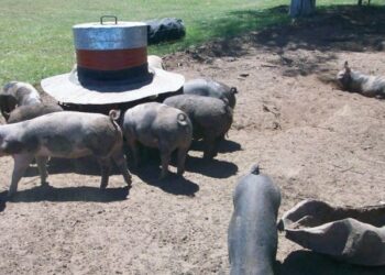Pequeños productores de cerdos presentaron una alternativa “sustentable” frente al plan de las megagranjas para China