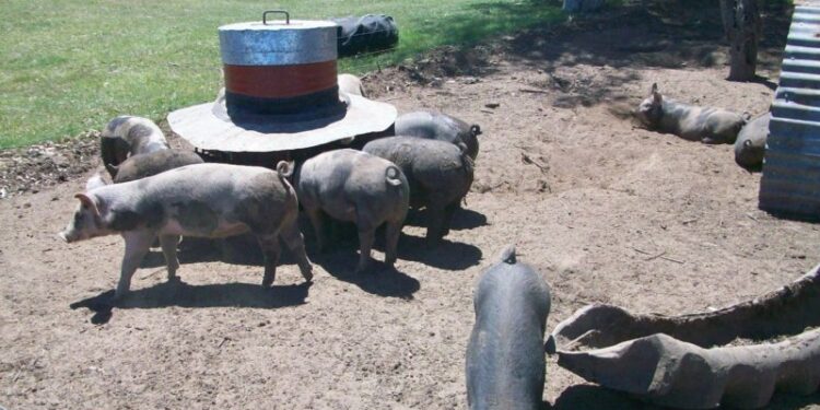 Pequeños productores de cerdos presentaron una alternativa “sustentable” frente al plan de las megagranjas para China