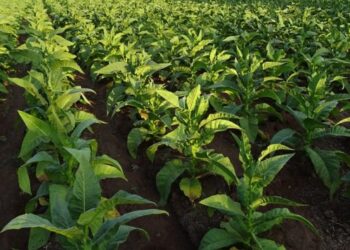 En medio del debate por el Presupuesto, Diputados sancionó la transferencia automática del Fondo Especial del Tabaco