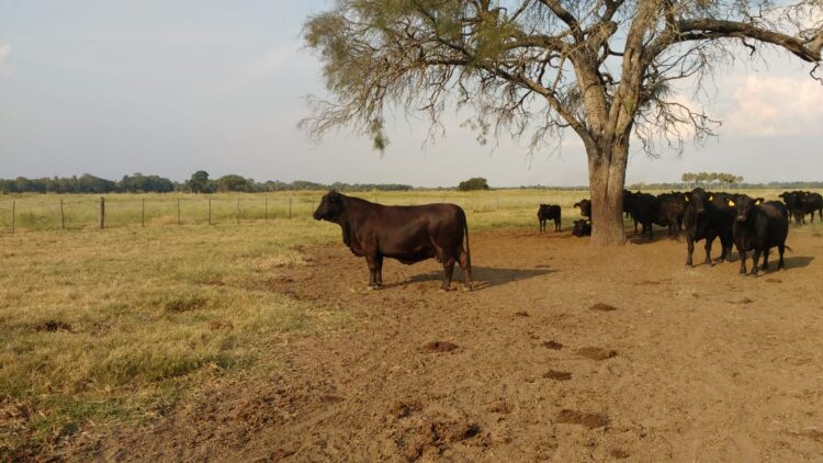 Daily Geraldo trabaja en un campo ganadero en Formosa y afirma que las mujeres rurales “podemos acceder a muchas cosas, pero con educación y esfuerzo”