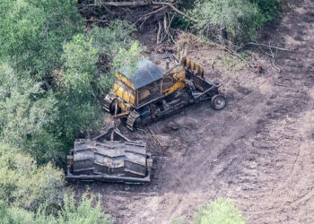A falta de una actualización de la Ley de Bosques, la justicia del Chaco ordenó detener todos los desmontes