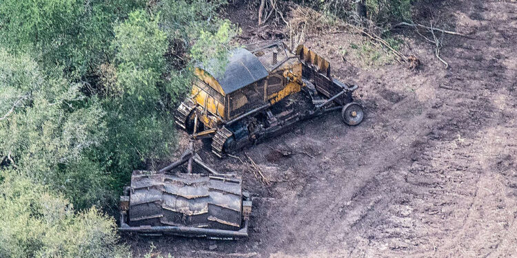 A falta de una actualización de la Ley de Bosques, la justicia del Chaco ordenó detener todos los desmontes