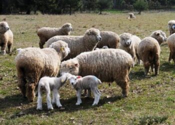 Renovación de Ley Ovina: por consenso aumentarían los fondos a 1.500 millones de pesos