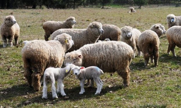 Renovación de Ley Ovina: por consenso aumentarían los fondos a 1.500 millones de pesos