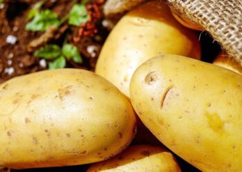 ¡Momentito! Antes del trigo HB4, una papa fue el primer transgénico para consumo humano directo: Y está cada vez más cerca de la mesa de los argentinos