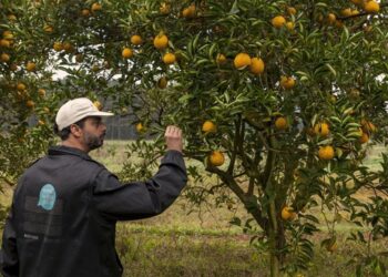 El HLB sigue avanzando sobre el macizo citrícola: Productores denuncian que INTA y Senasa están desfinanciados