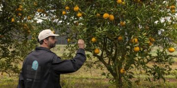 El HLB sigue avanzando sobre el macizo citrícola: Productores denuncian que INTA y Senasa están desfinanciados