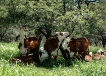 El coordinador forestal del INTA, Pablo Peri, dice que hay un gran margen para cuidar el bosque y además hacerlo productivo