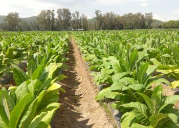 Los relatos de Marandová: Apología (del tabaco y encima transgénico)