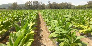 Los relatos de Marandová: Apología (del tabaco y encima transgénico)