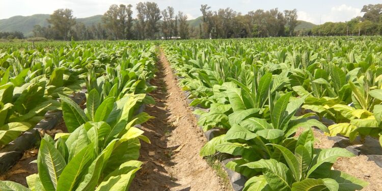 Los relatos de Marandová: Apología (del tabaco y encima transgénico)