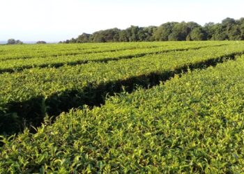 Entre el coronavirus y el dengue: Los tealeros en Misiones no tienen protocolos para actuar en caso de tener casos sospechosos