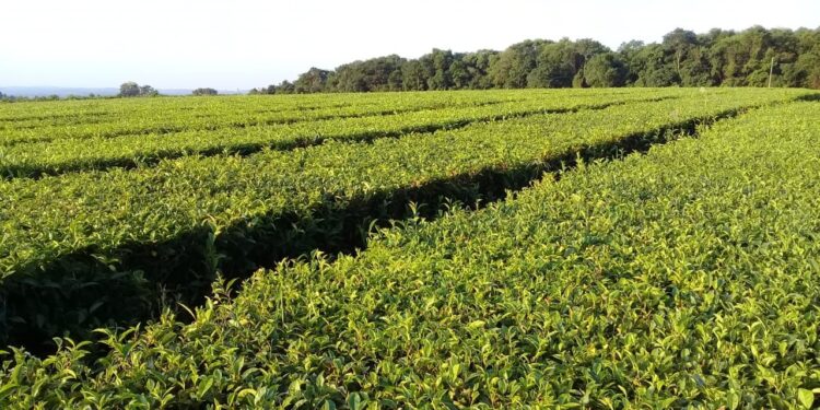 Entre el coronavirus y el dengue: Los tealeros en Misiones no tienen protocolos para actuar en caso de tener casos sospechosos