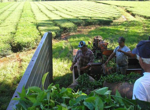 Según el gobierno de Misiones, el protocolo sanitario para el desarrollo de la zafra tealera sigue vigente