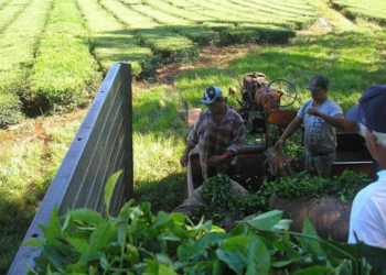 Según el gobierno de Misiones, el protocolo sanitario para el desarrollo de la zafra tealera sigue vigente