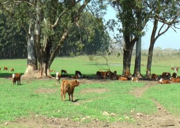 Expertos del INTA aseguran que el bienestar animal en bovinos permite producir más y mejor carne