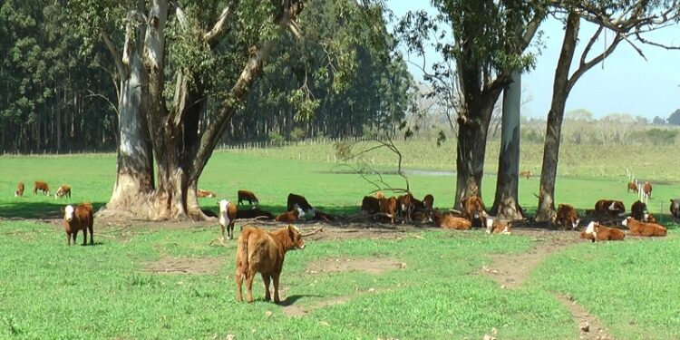 Expertos del INTA aseguran que el bienestar animal en bovinos permite producir más y mejor carne