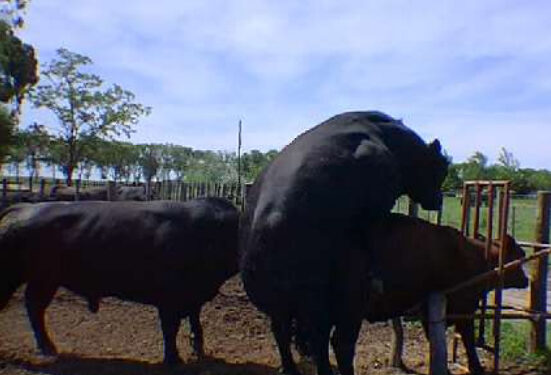 Vuelve el viejo y querido “plan toros” a la Cuenca del Salado: Hay 2/3% de machos enfermos, que reducen hasta 20% la productividad del rodeo