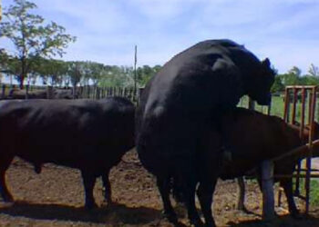 Vuelve el viejo y querido “plan toros” a la Cuenca del Salado: Hay 2/3% de machos enfermos, que reducen hasta 20% la productividad del rodeo