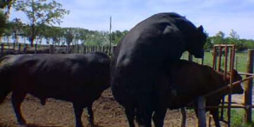 Vuelve el viejo y querido “plan toros” a la Cuenca del Salado: Hay 2/3% de machos enfermos, que reducen hasta 20% la productividad del rodeo
