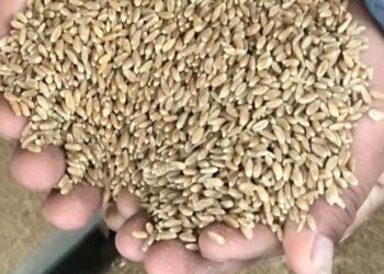 Mariano Otamendi lamenta que Argentina siga vendiendo su trigo mezclando calidades, “como si fuera una ensalada de frutas”