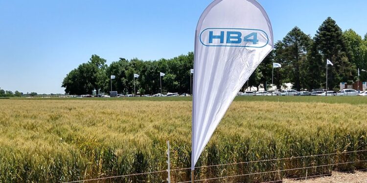 La Argentina aprobó el trigo HB4 tolerante a sequía, pero condicionado a que también lo acepte Brasil