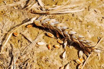 Ya se sabe que habrá menos trigo que en el verano pasado: En el mejor de los casos, serán 17 millones de toneladas