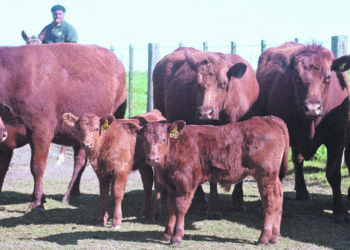 Un estudio afirma que para impulsar la producción ganadera, debería crecer al doble la inversión en sanidad