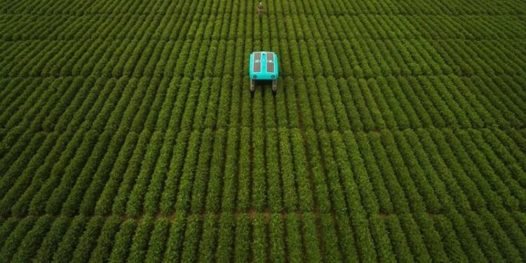 El futuro de la agricultura según Google: Un enjambre de robots monitoreando cada campo
