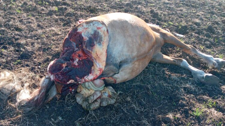 Maldad sin límite: A los gauchos peregrinos de Olavarría les carnearon un caballo que llegó a trasladar la imagen de la Vírgen de Luján