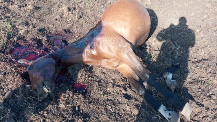 Maldad sin límite: A los gauchos peregrinos de Olavarría les carnearon un caballo que llegó a trasladar la imagen de la Vírgen de Luján