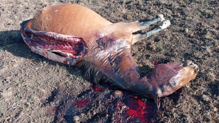 Maldad sin límite: A los gauchos peregrinos de Olavarría les carnearon un caballo que llegó a trasladar la imagen de la Vírgen de Luján