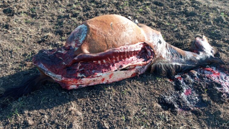 Maldad sin límite: A los gauchos peregrinos de Olavarría les carnearon un caballo que llegó a trasladar la imagen de la Vírgen de Luján