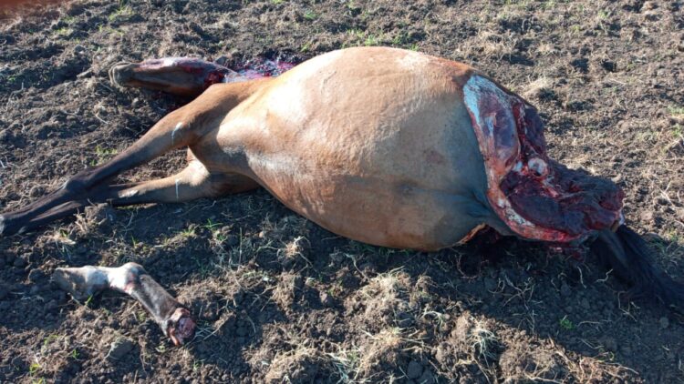Maldad sin límite: A los gauchos peregrinos de Olavarría les carnearon un caballo que llegó a trasladar la imagen de la Vírgen de Luján