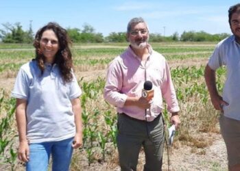 ¿Por qué se debería eliminar el barbecho químico? Dos especialistas del INTA Villegas describen paso a paso todos los beneficios y desafíos de los cultivos de cobertura