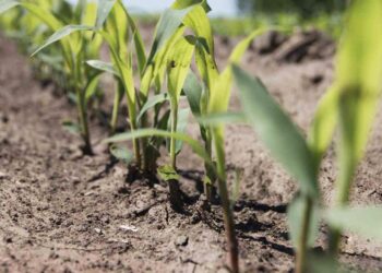 Cómo seguirá el clima: “Será una campaña difícil y habrá que hacer mucha agronomía en un contexto de escasez de humedad”, dice Germán Heinzenknecht
