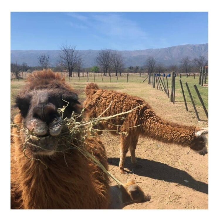 Sabores y saberes: El agrónomo Gustavo Sánchez se fue a vivir a Las Calles e inspiró con un recuerdo la “Fiesta de la Carne en Fardo”
