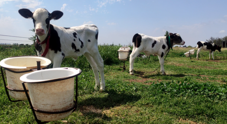 Productores que llevan la lechería en el corazón. “Cómo no voy a insistir, si gracias al tambo pudimos estudiar todos”, se emociona Carlos González