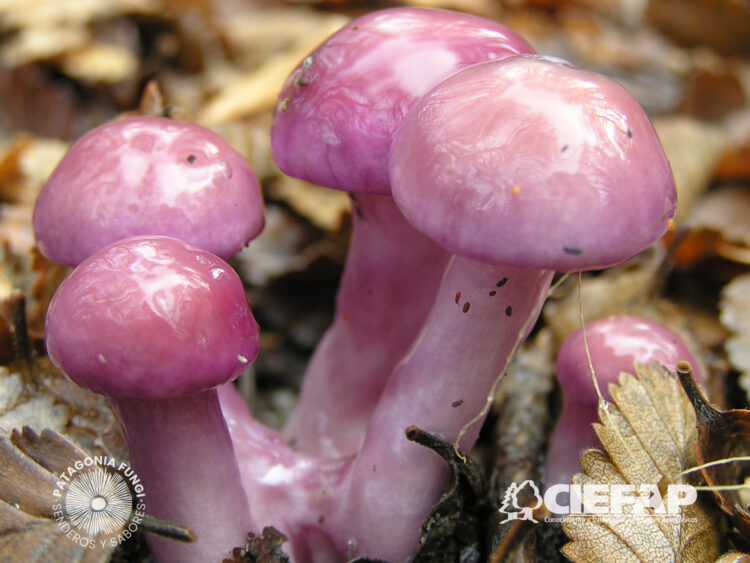 Patagonia Fungi: Desarrollaron una aplicación para identificar hongos comestibles y diferenciarlos de aquellos peligrosos