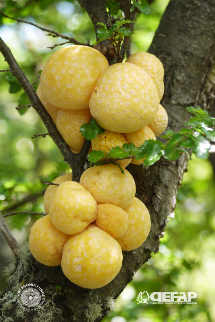 Patagonia Fungi: Desarrollaron una aplicación para identificar hongos comestibles y diferenciarlos de aquellos peligrosos